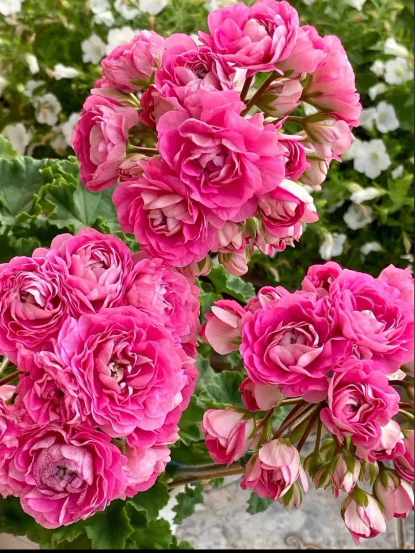 卓雅夫人  新品天竺葵