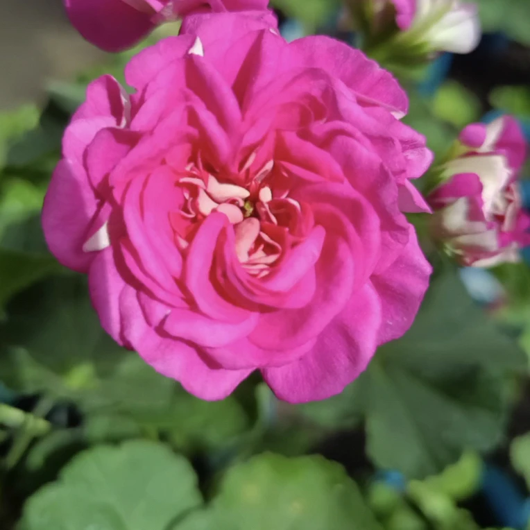 格鲁申科 新品半兽天竺葵