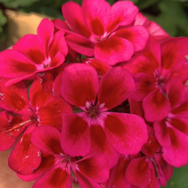 酒红闪耀 直立天竺葵