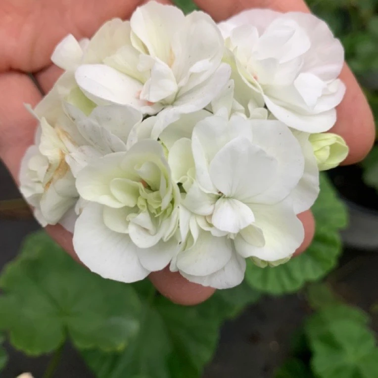 白晨曲  直立天竺葵