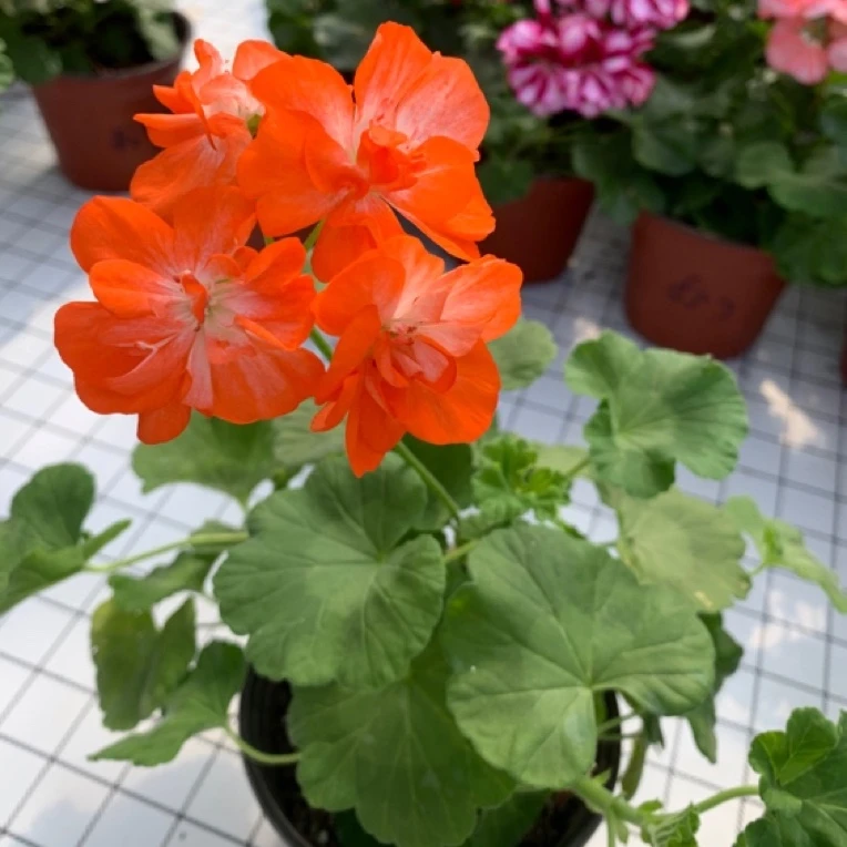 秋天 天竹葵直立勤花大花渐变色四季开花品种
