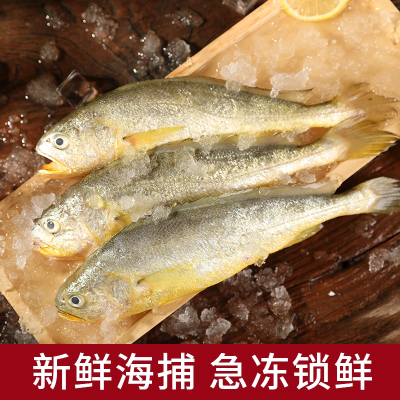 舟山新货小黄花鱼生鲜冰鲜鲜活深海捕捞肉质美味冷运配送
