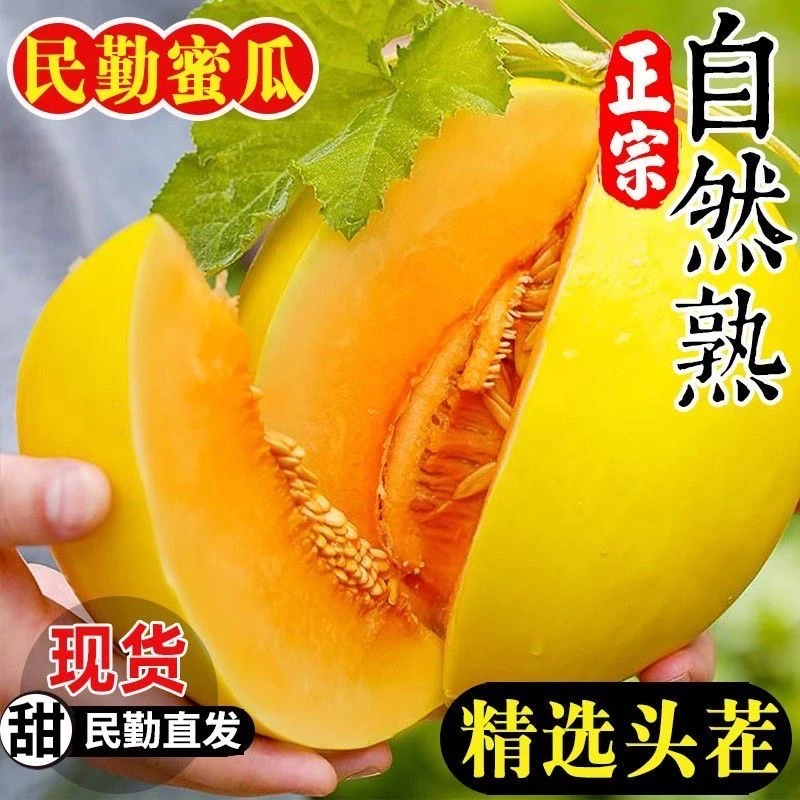 【甘肃民勤沙漠蜜瓜】产地新鲜采摘直发香甜多汁蜜瓜4.5-9斤装甜瓜