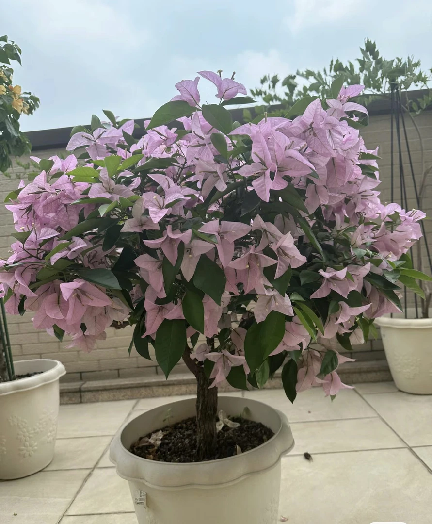 金夫人(大花苞类三角梅)•带花发货