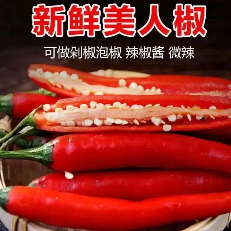 美人椒云南新鲜上市红辣椒源头一手量大长期露天种植自然落红五斤