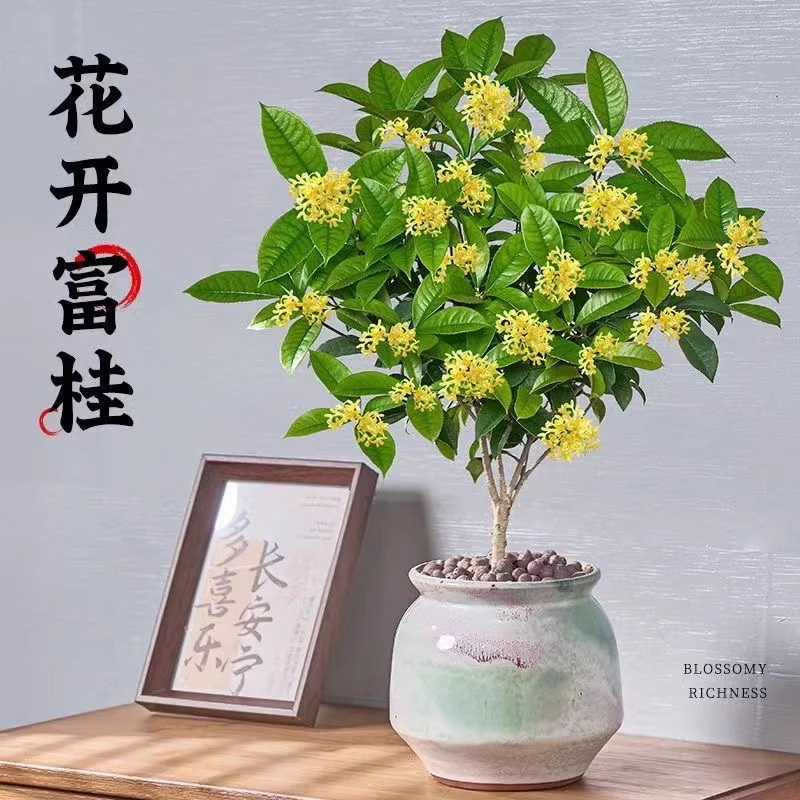 四季桂花树苗盆栽植物室外花卉开花浓香好养阳台绿植盆景月桂金桂