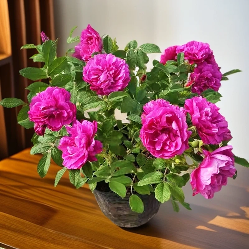 正宗食用玫瑰花苗大马士革香水玫瑰平阴丰花一号多头耐寒花卉