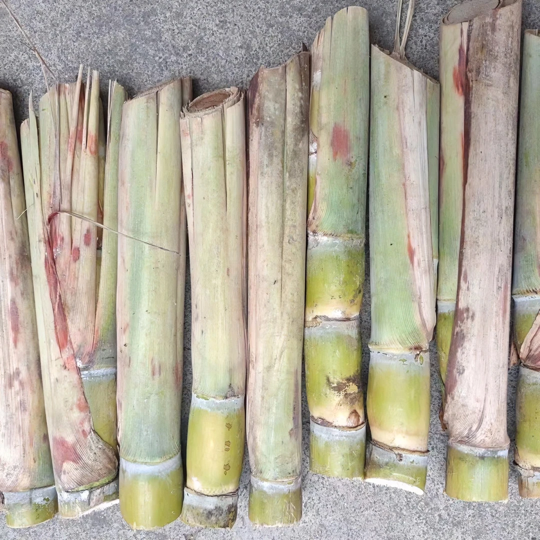 黄皮黑皮甘蔗种苗正宗高产水果甘蔗种南北方适应春季种植脆甜多汁