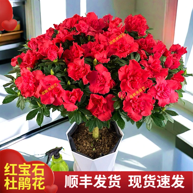 红宝石杨梅红杜鹃花盆栽带花苞年宵花四季开花室内外家居庭院绿植
