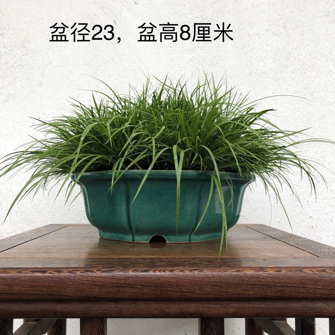 苏州曲园虎须菖蒲盆景盆栽绿植 文房绿植