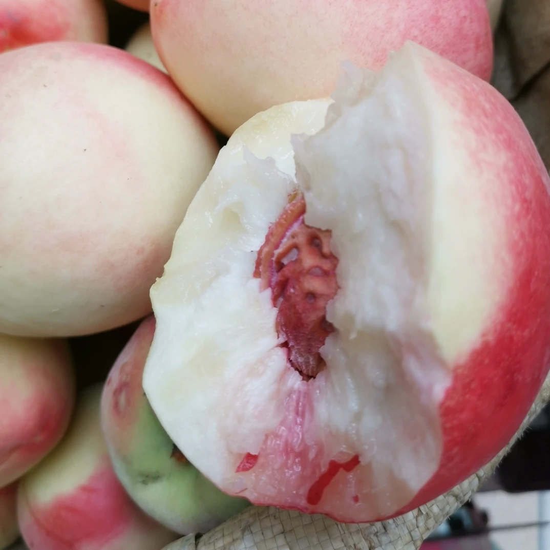 陕西礼泉榆村北京8号（金鱼）水蜜桃顺丰包邮坏果包赔