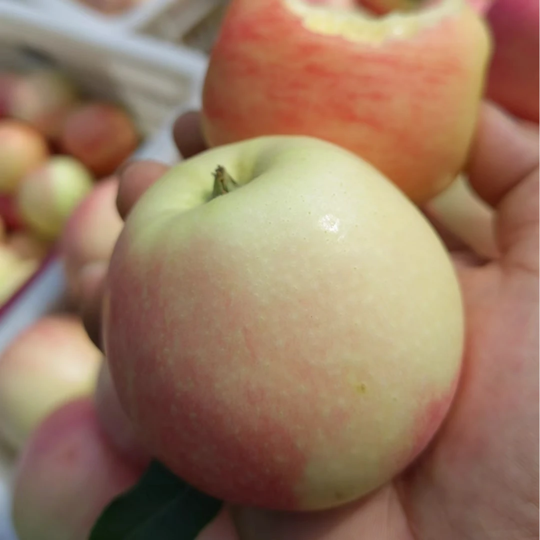 陕西礼泉现摘现发嘎啦苹果坏果包赔