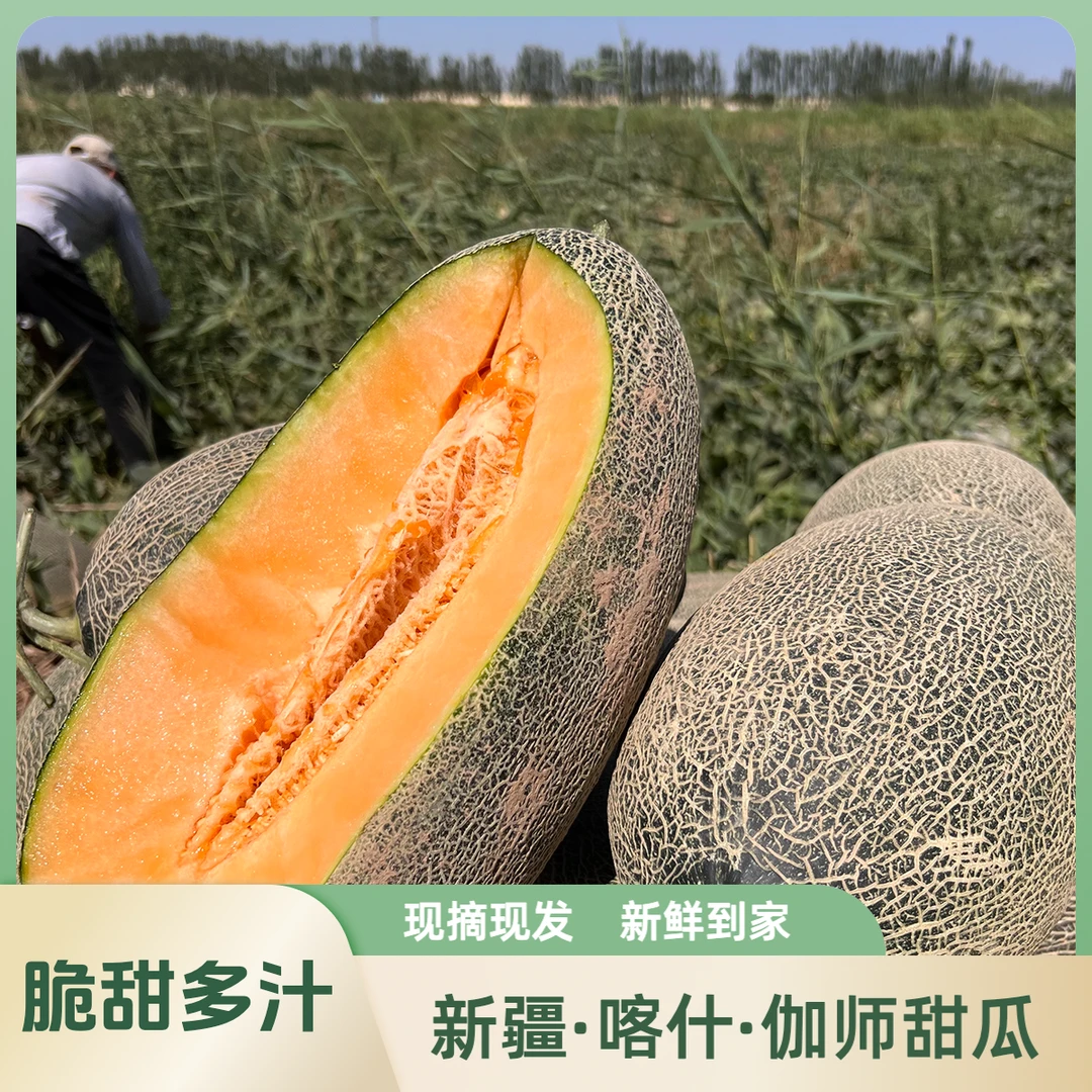 新疆伽师 2 号甜瓜喀什伽师县特产新鲜当季水果爆甜多汁脆爽甜瓜