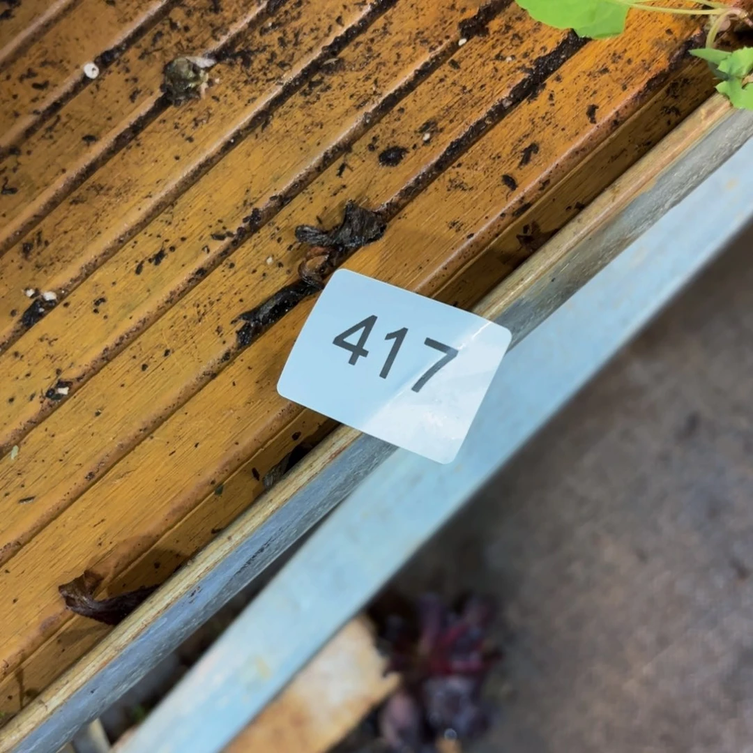 舒*居417多肉植物法师锦