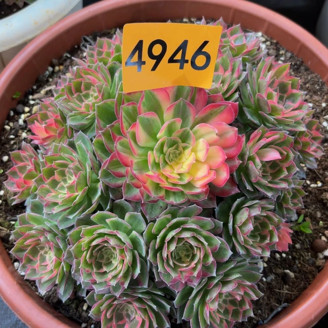 4946多肉植物万花筒