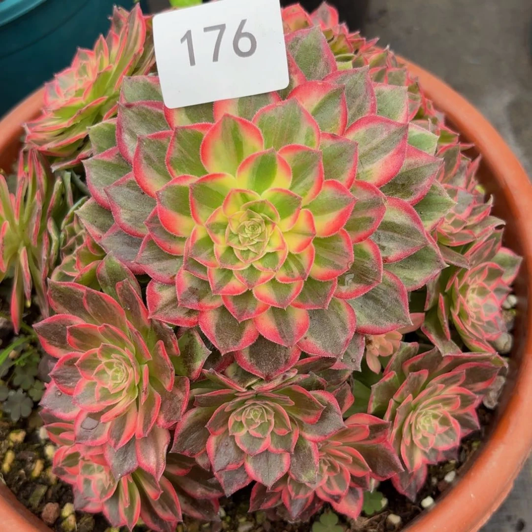 176多肉植物万花筒