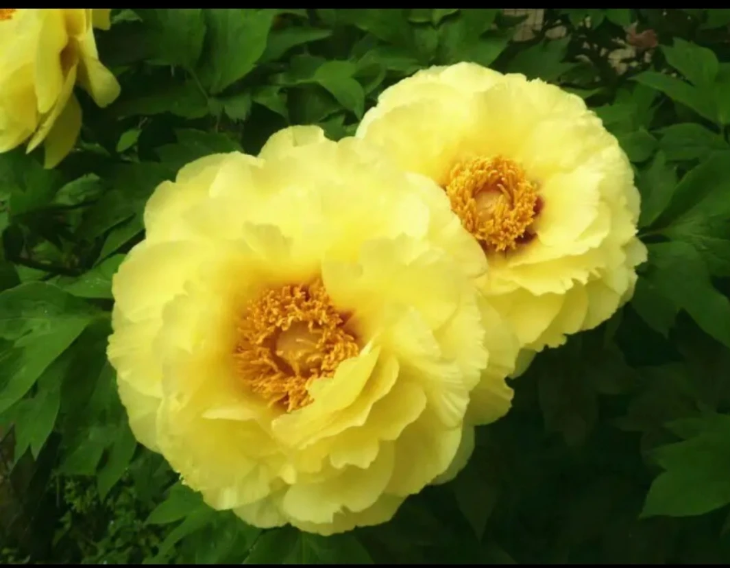 预售【皇冠】先发肥料秋天发货