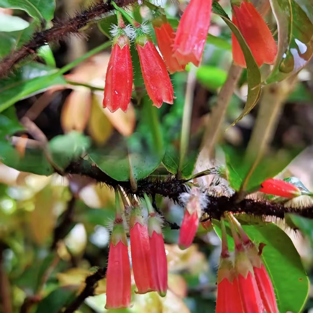 云南五翅梅树萝卜四季常青开花结果