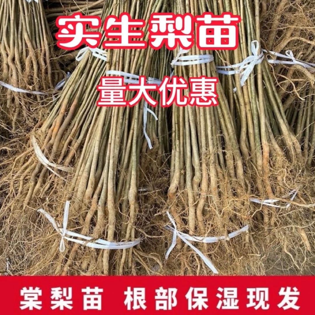 梨树实生苗未嫁接梨苗砧木苗棠梨苗杜梨苗果树苗原生直生苗