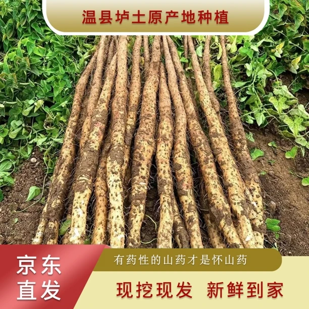 温县垆土铁棍怀山药  新鲜现挖  香甜粉糯 净重3斤5斤  河南焦作
