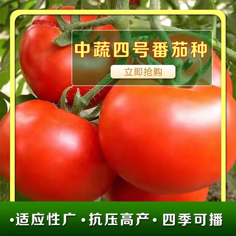中蔬四号番茄种子大番茄水果西红柿种籽种植蔬菜种子高产全国种植
