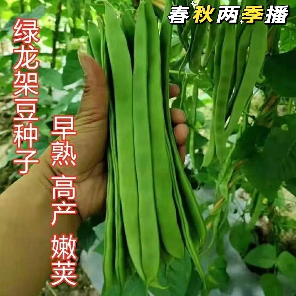 早熟绿龙架豆种子高产抗病宽扁芸豆种子无筋春秋季东北油豆角菜籽