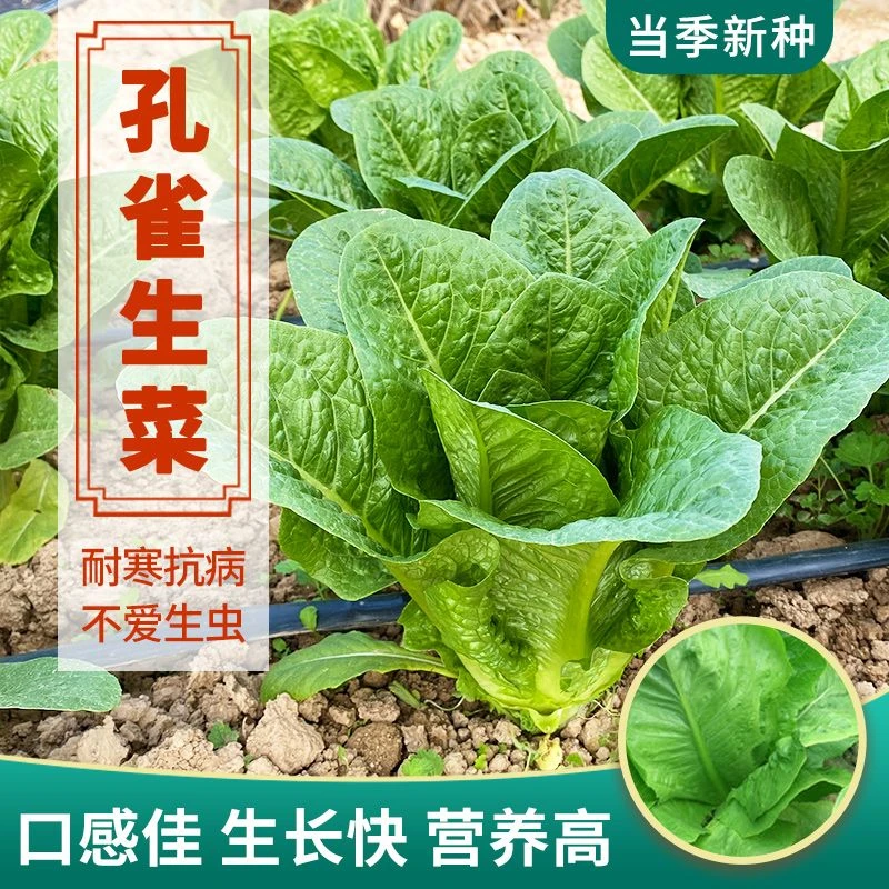 孔雀菜脆香甜罗马直立生菜种籽生长迅速四季播种营养蔬菜种子大全