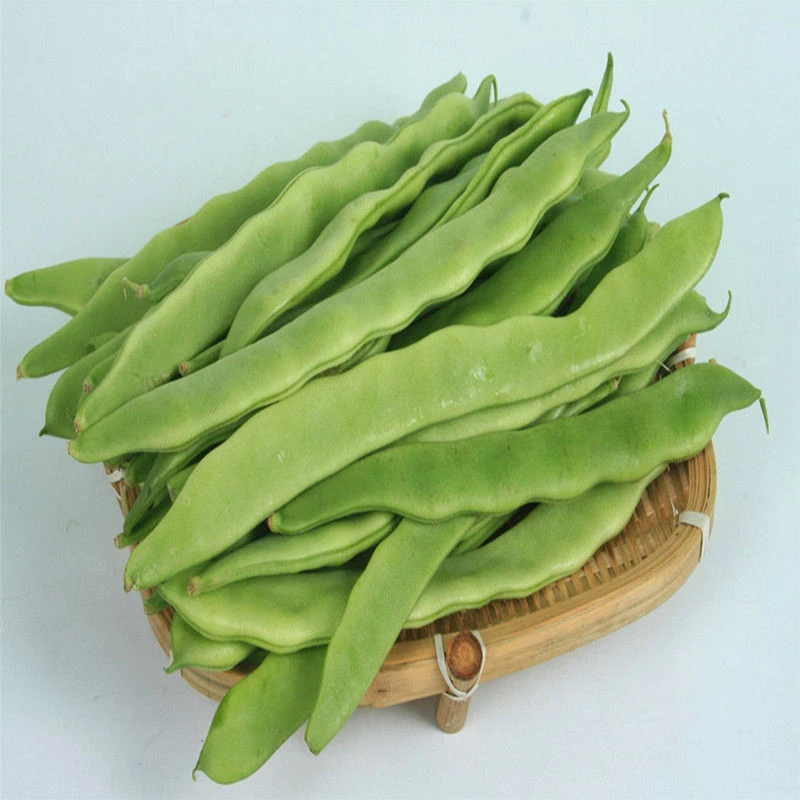 (新客立减)地豆王一号豆角种子无架四季豆菜豆早熟肉嫩白莲豆种籽