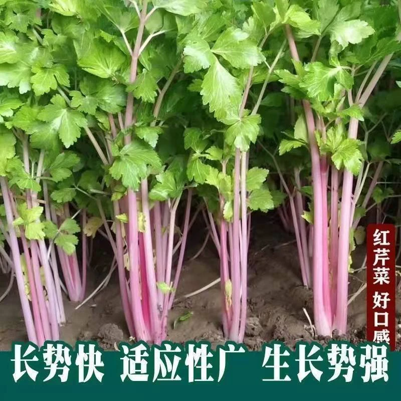 (新客立减)红芹菜种子春秋季四季白芹菜种子种子阳台盆栽蔬菜种