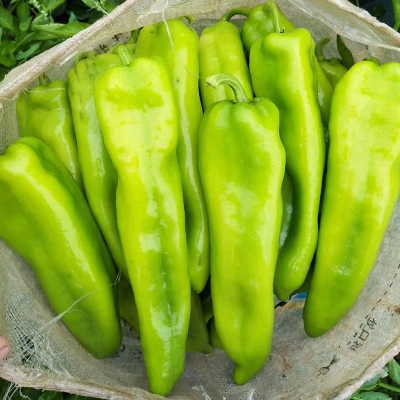 (新客立减)特大牛角椒种子大果青椒阳台庭院辣椒微辣高产蔬菜四季