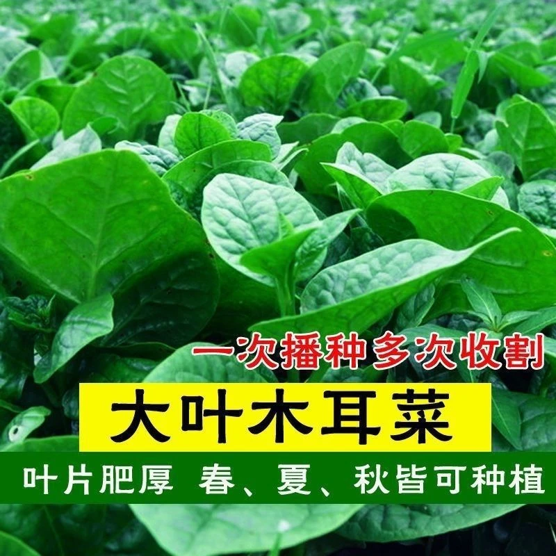 (新客立减)四季大叶木耳菜种子肉厚耐高温耐湿阳台盆栽高易种蔬菜