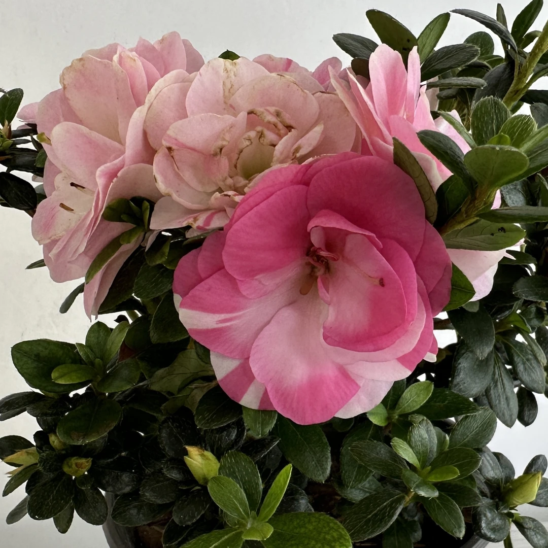 双色杜鹃花盆栽四季开花卉绿植物
