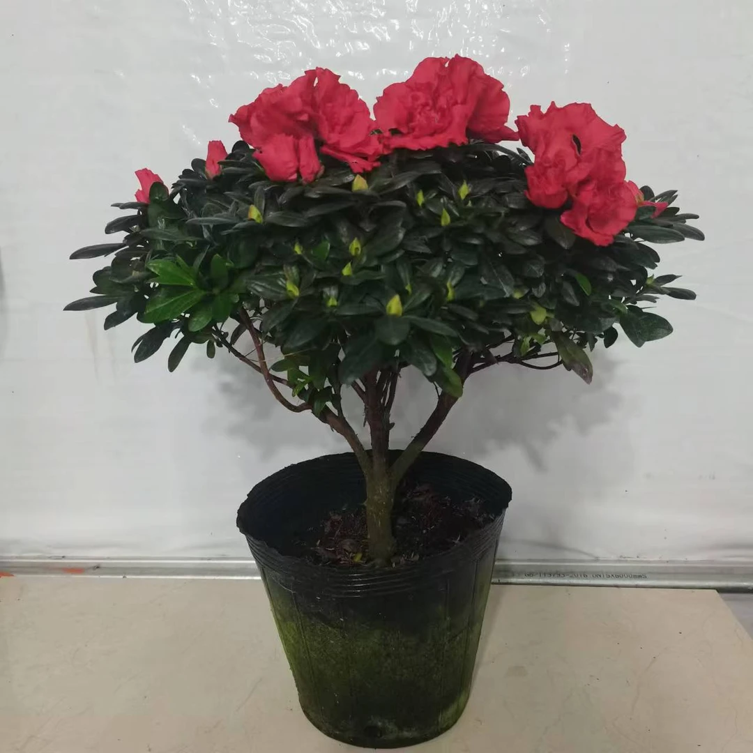 红宝石杨梅红杜鹃花盆栽花卉绿植西洋比利时阳台窗台净化空气好养