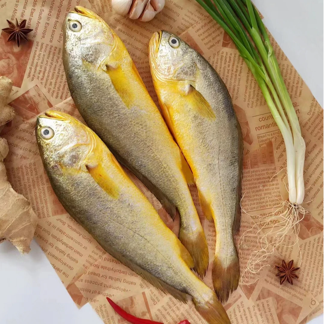 钱库里优选海捕黄花鱼冷冻肉质鲜美黄花鱼到手5斤（一包6-9条）