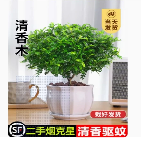 正宗清香胡椒木盆栽绿植驱蚊草花卉植物室内树苗盆景