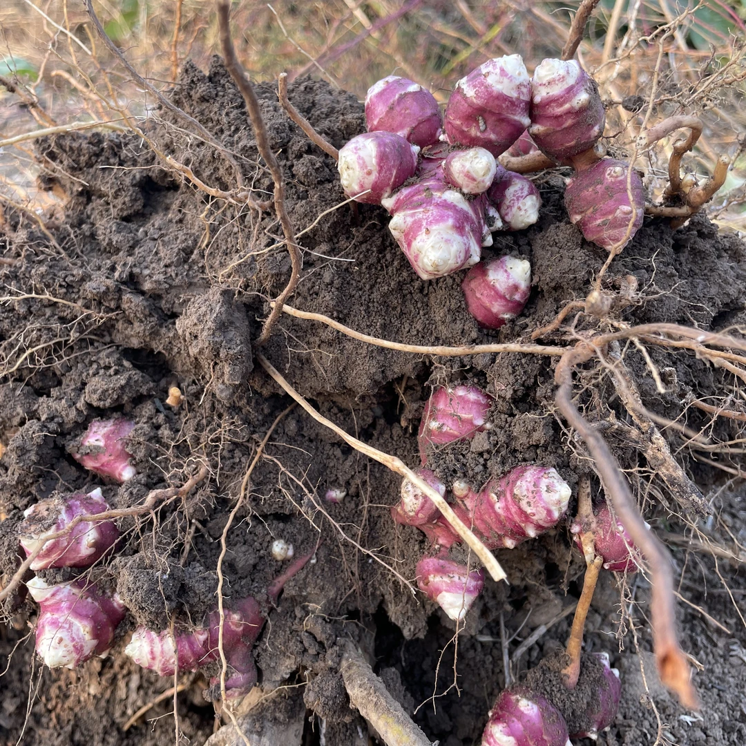 沂蒙山红果菊芋新鲜现挖包邮