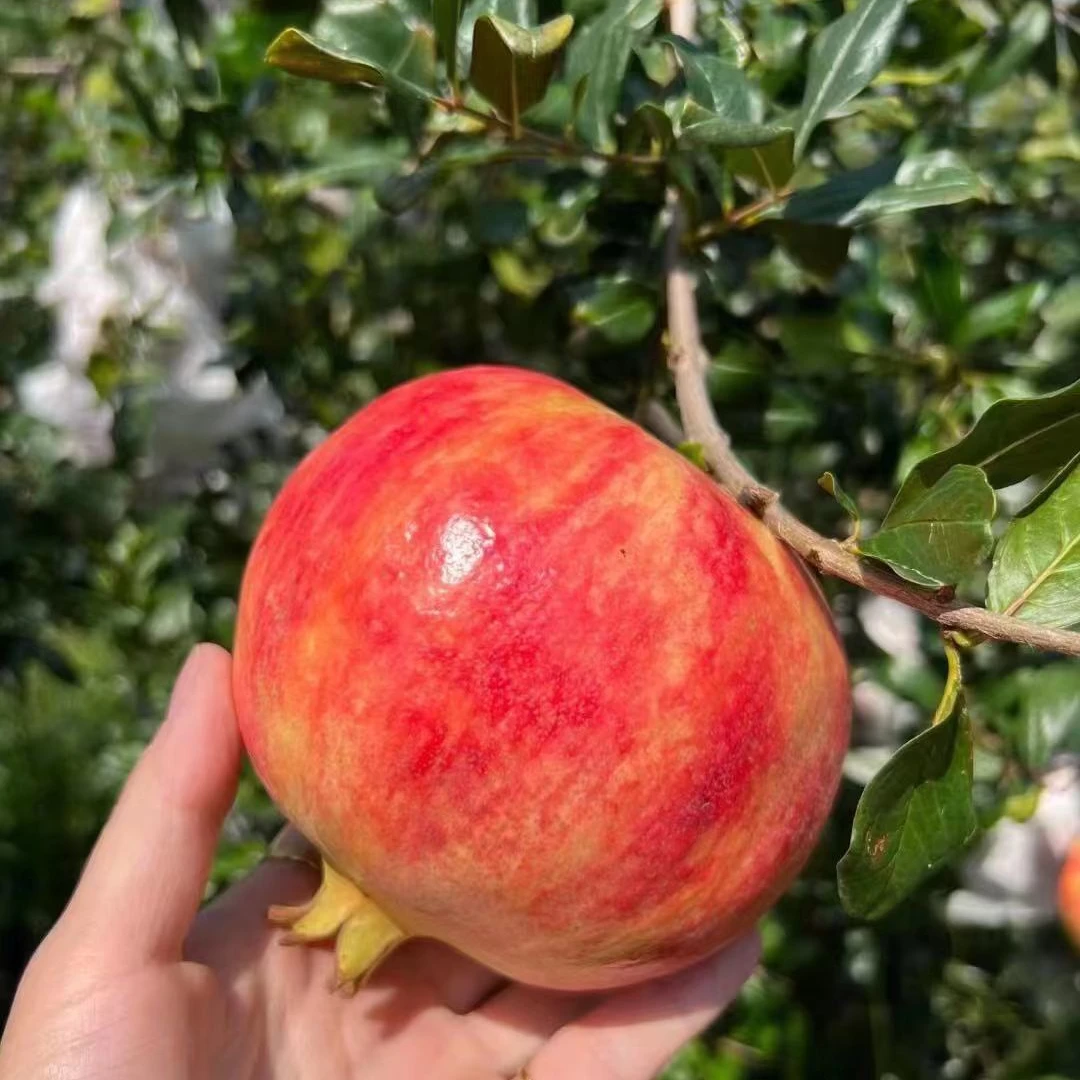 【顺丰包邮】四川突尼斯软籽石榴分装一份6颗起