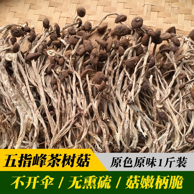 赣南五指峰茶树菇煲汤鲜美