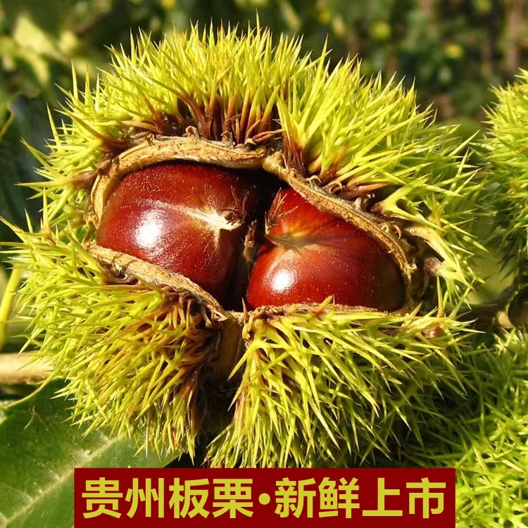 贵州特产农家新鲜板栗生板栗锥栗现摘生栗子锥形当季板栗500g包邮