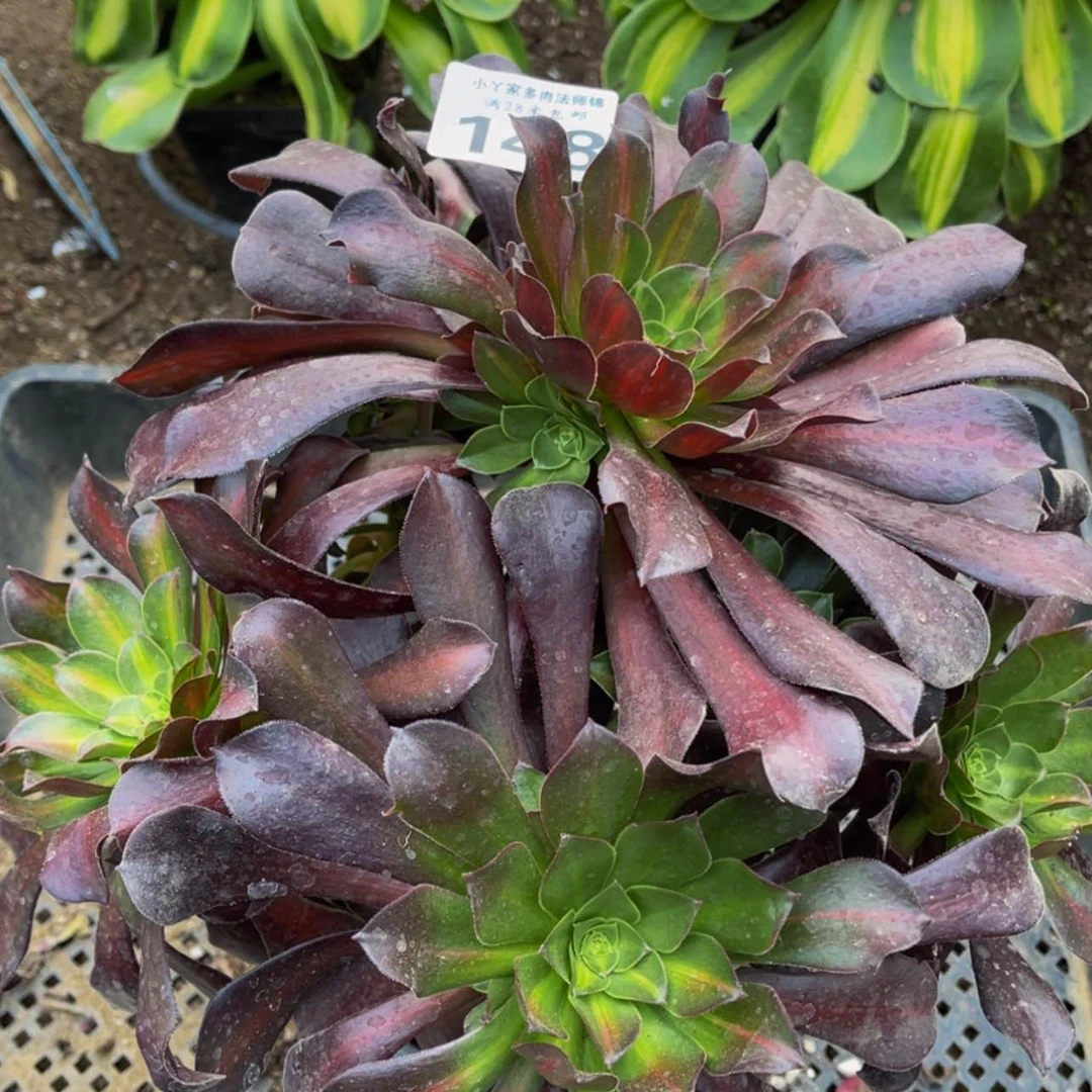 【闪购商品】148花娜