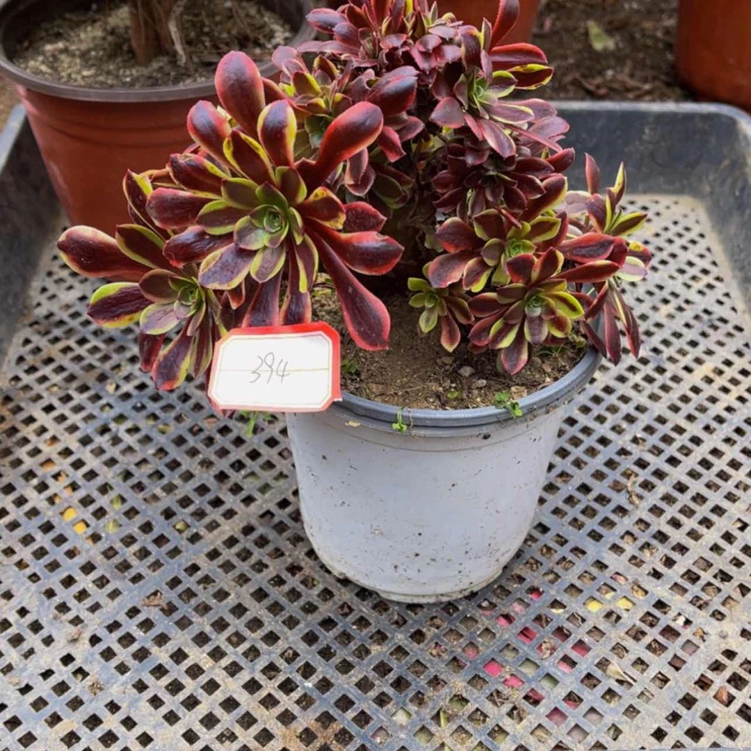 【闪购商品】欧嘉莉朵朵缀394
