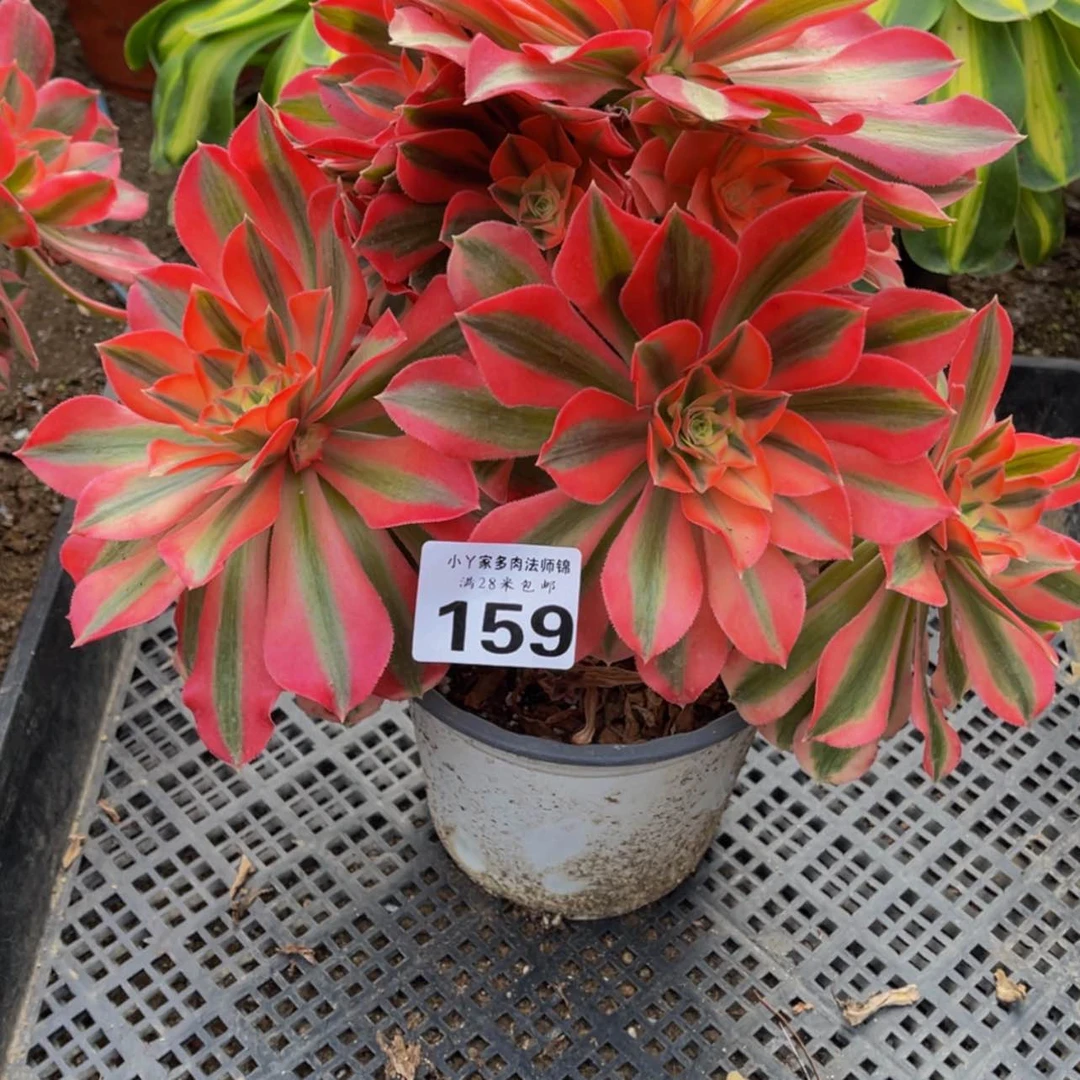【闪购商品】159女巫多肉