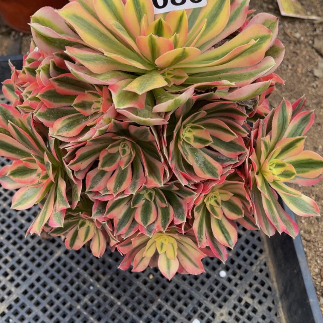 【闪购商品】080粉女巫多肉