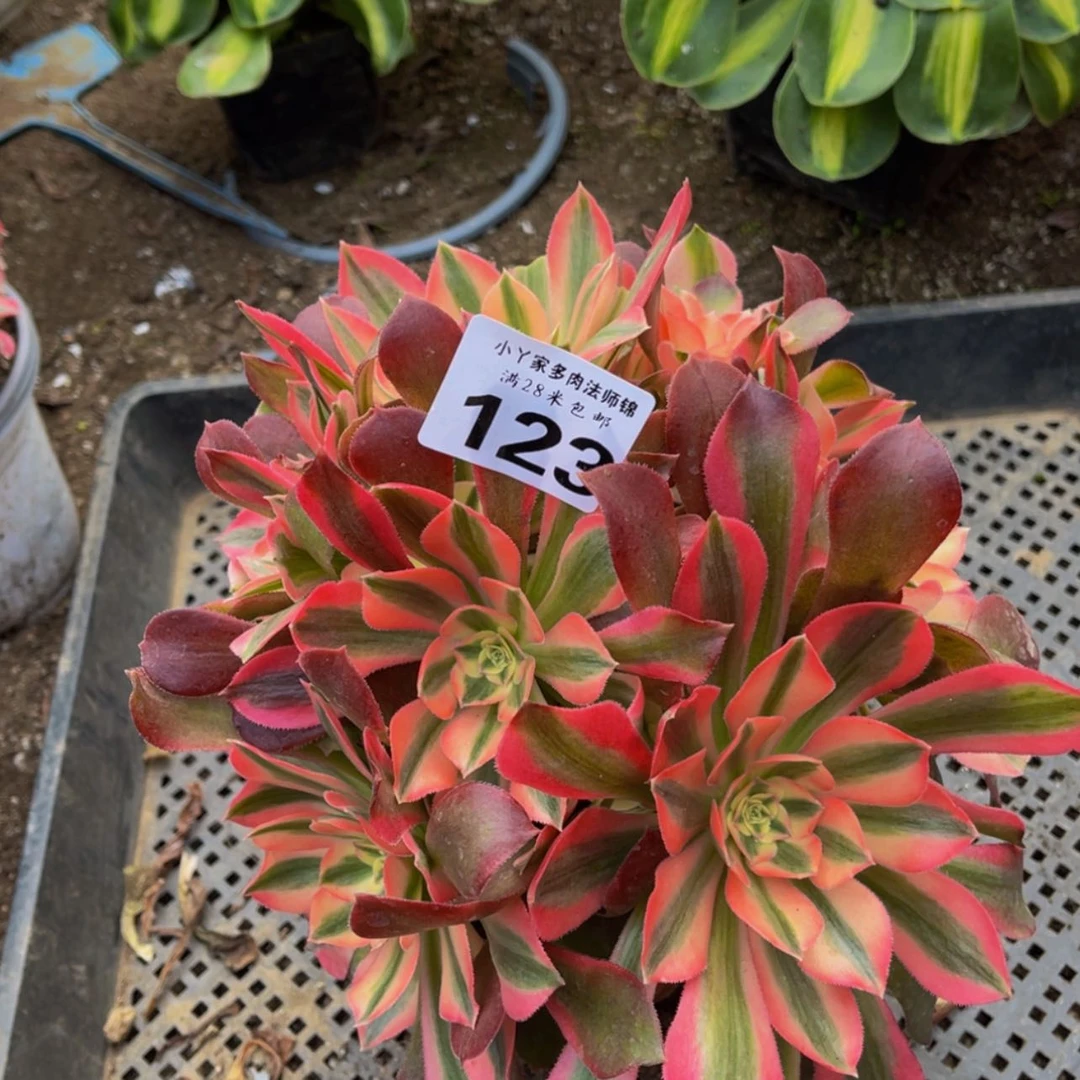 【闪购商品】123香妃多肉