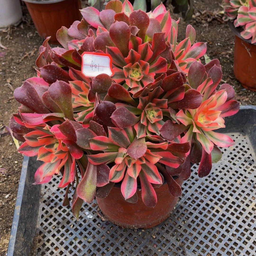 【闪购商品】401香妃多肉