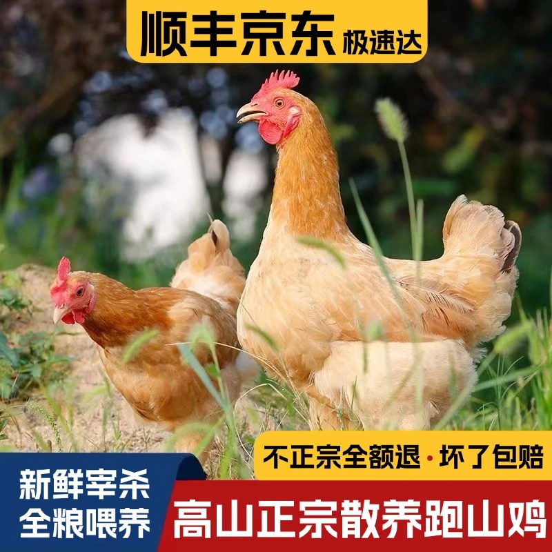 【老母鸡】孩子爱吃吉臻选土鸡皖南高山散养谷饲新鲜老母鸡煲汤浓郁