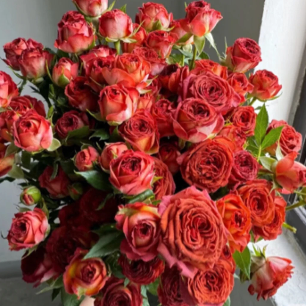 【花千亿】-巧克力泡泡多头玫瑰云南直发新鲜花束中通冷链包邮