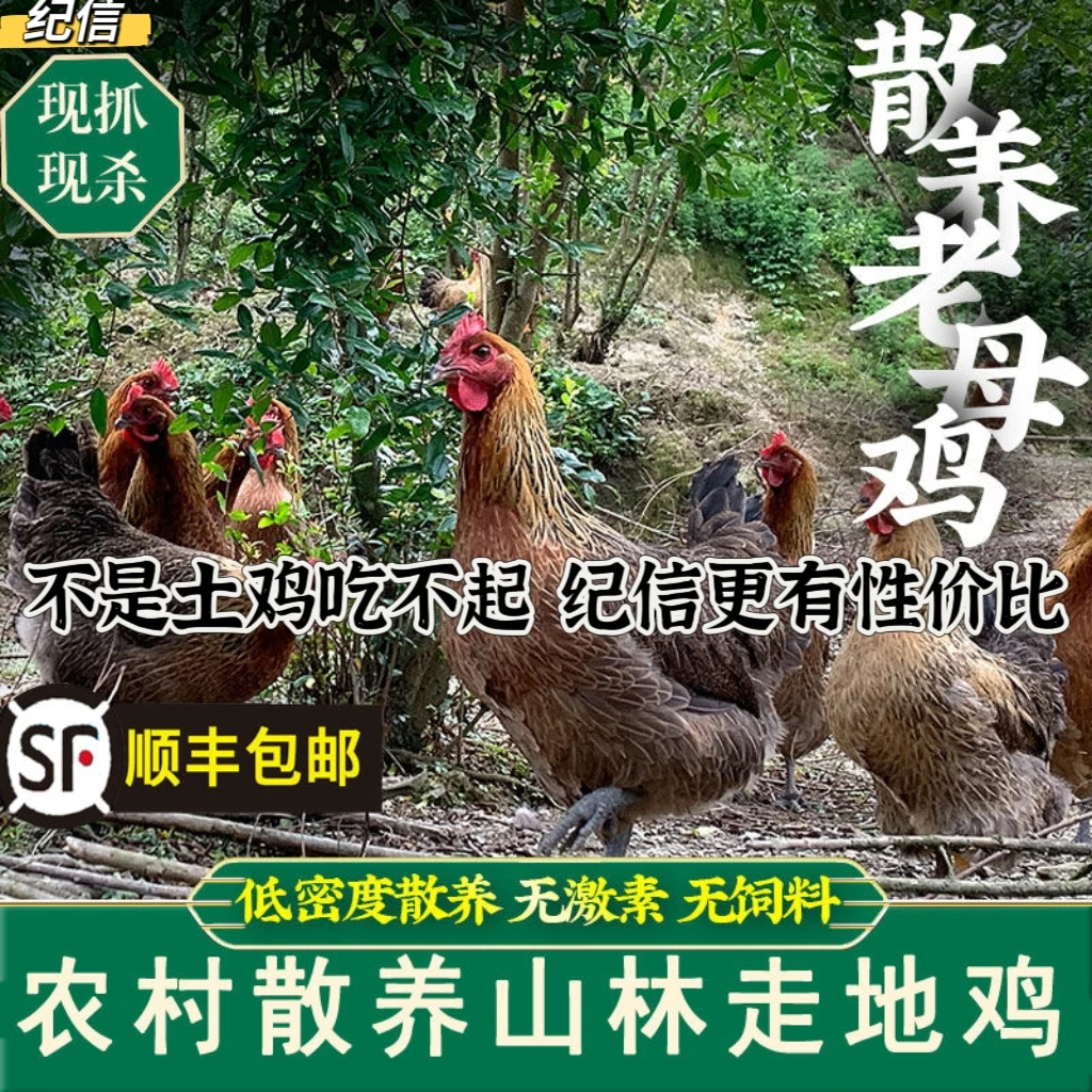 二狗哥专享四川现杀散养母鸡农家土鸡整只鸡肉3斤包邮运输