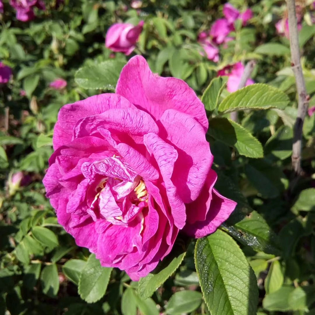 多季刺玫 可食用四季玫瑰红刺玫花苗庭院地栽植物花期长当年开花