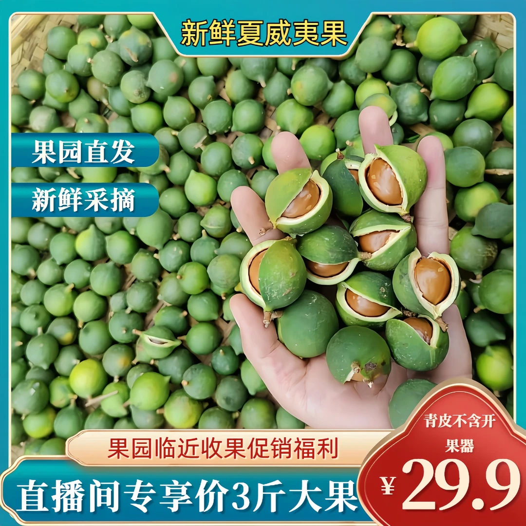 【直播间3斤青皮大果】新鲜夏威夷果大果现摘果青皮果现摘夏威夷果